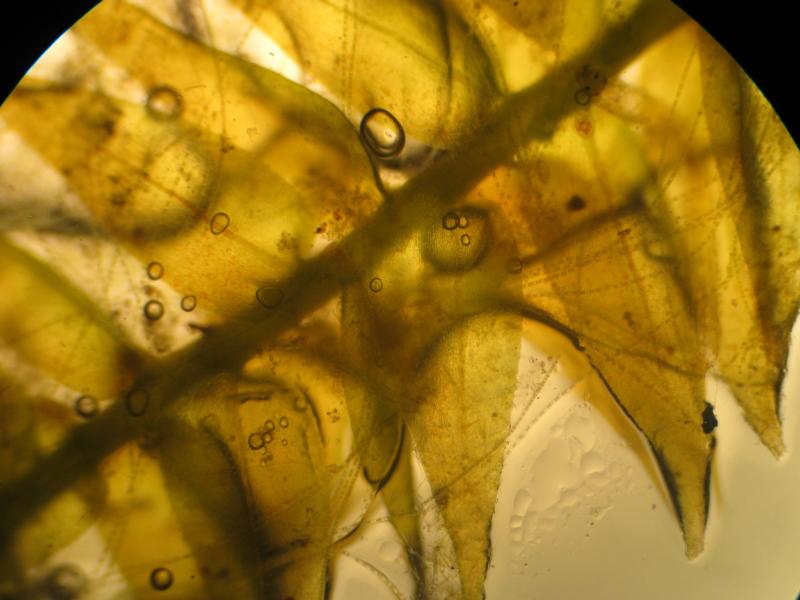 Badeteich Schwimmteich Biofilm